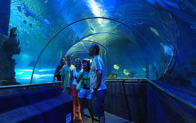 Khám phá thế giới diệu kỳ tại S.E.A Aquarium khi du lịch Singapore